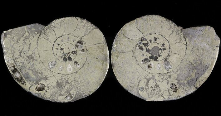 Pyritized Ammonite Fossil Pair #48047